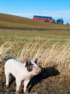 LYKKELIG FRIGRIS: Ole Johans griser nyter livet i skogholtet ved gården Lysklæt i Melhus. Her spiser de røtter, bær og sopp og kan ellers forsyne seg av det økologiske grisefôret av erter og bygg når de måtte ønske det. Foto: Lena Knutli